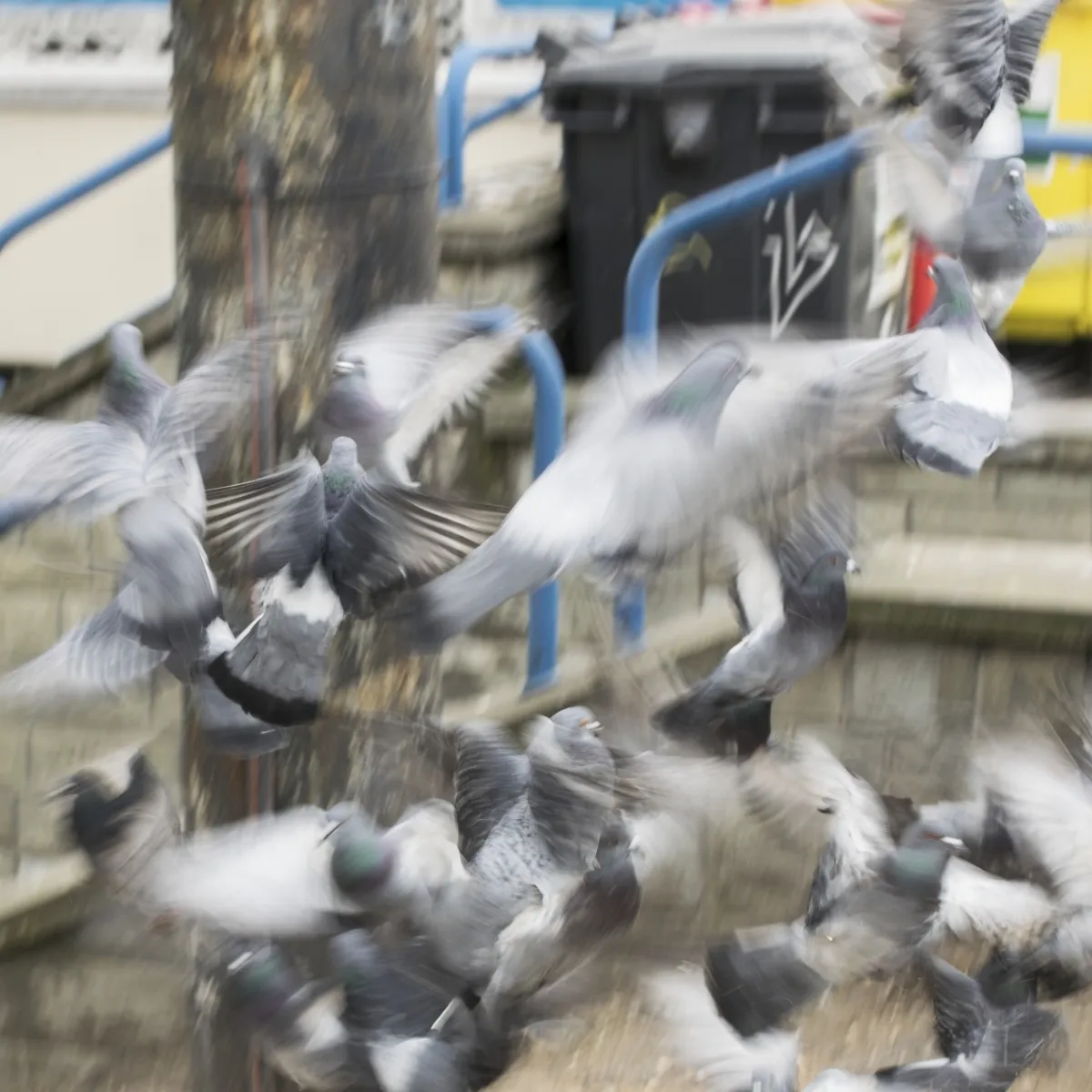 Blur of pigeons bursting into flight on a city street